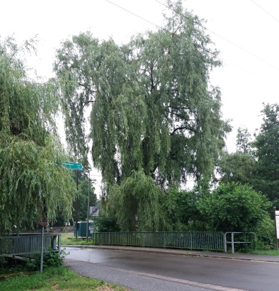 Datei:20180612 092351.jpg