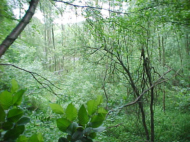 Datei:Vogellehrpfad Impressionen 012.jpg