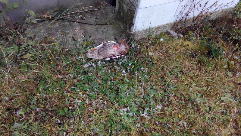 Datei:Ente 22.08.2016.jpg