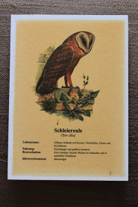 Beispiel bestehender Bildtafel Schleiereule
